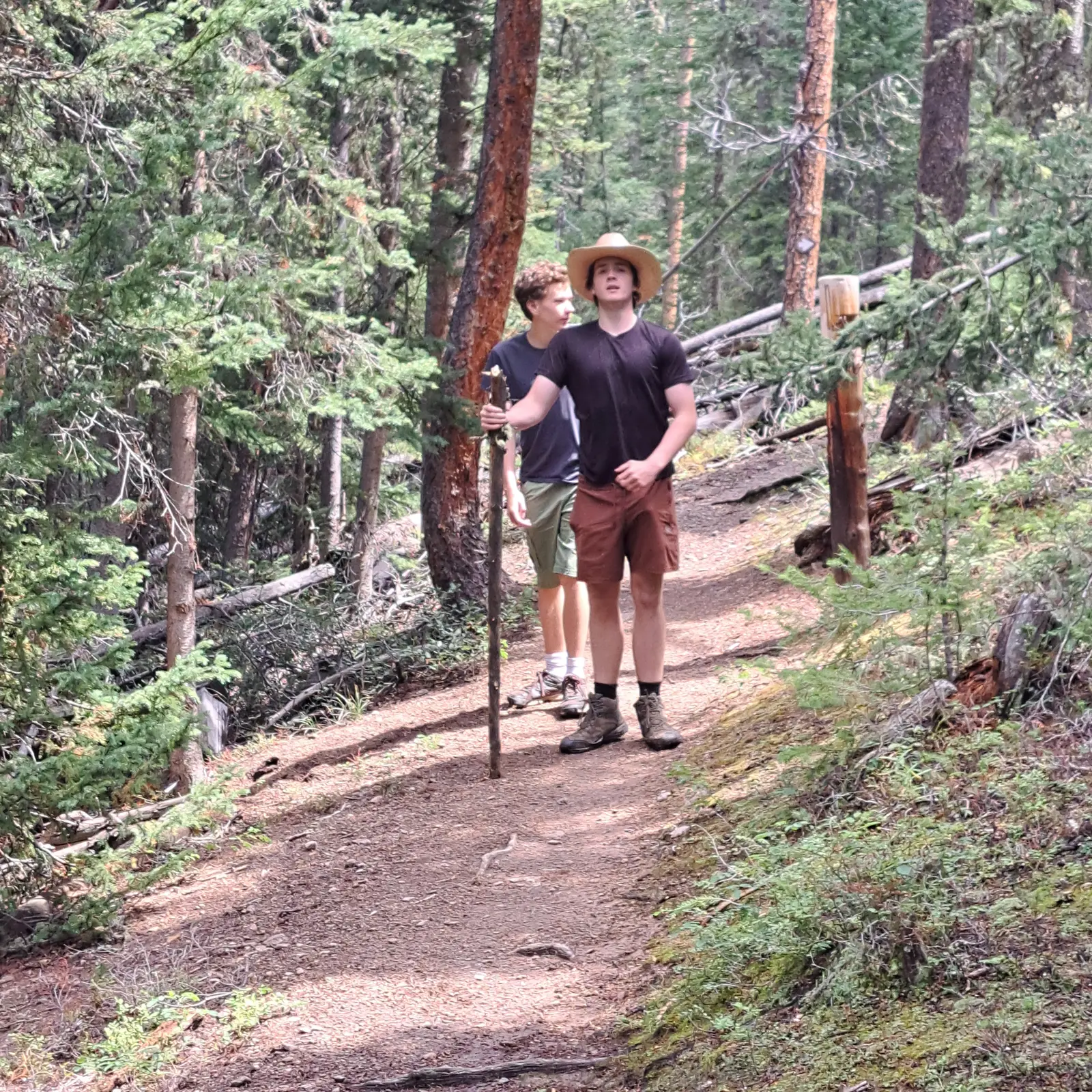 Hiking through the pines